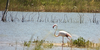 Gülşehir'de Flamingolar